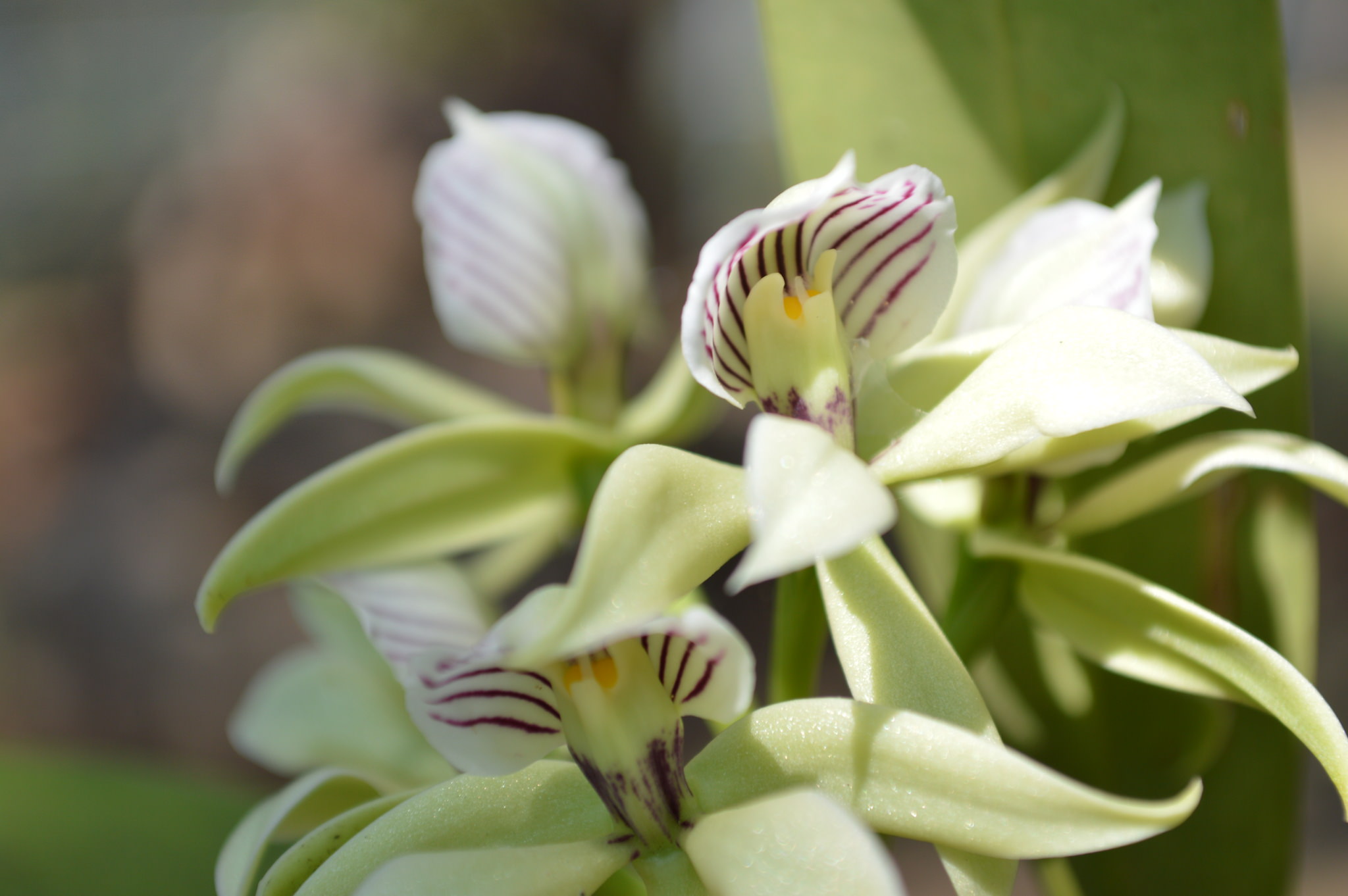 Prosthechea chacaoensis